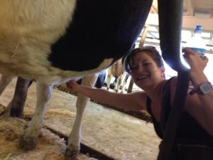 Milking cow