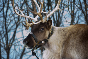 reindeer pic