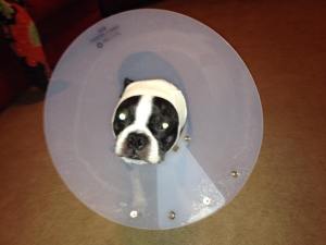 Lucy cone