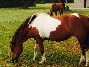 wild horses